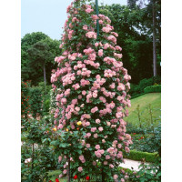 Rosa ´Clg. Coral Dawn´ / Ruža popínavá, krík, BK