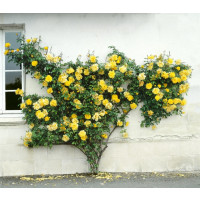 Rosa ´Clg. Golden Sove´ / Ruža popínavá, krík, C3