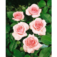 Rosa ´Promise´ / Ruža čajohybrid, krík, BK