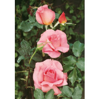Rosa ´Sultane´ / Ruža čajohybrid, krík, BK