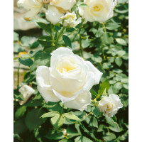 Rosa ´Virgo´ / Ruža čajohybrid, krík, BK