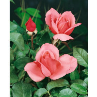 Rosa ´Bel Ange´ / Ruža čajohybrid ružová, krík, BK