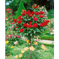 Rosa ´Chrysler Imperial´ / Ruža čajohybrid, KMIENOK 120 cm, BK