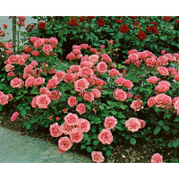 Rosa ´Kimono´ / Ruža mnohokvetá ružová, krík, C3