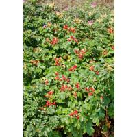 Rosa rugosa / Ruža vráskavá, 30-50 cm, C2