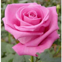 Rosa ´Aquatica´ / Ruža čajohybrid, krík, BK