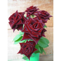 Rosa ´Black Matisse´ / Ruža čajohybrid, krík, BK