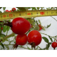 Rosa rugosa syn. villosa ´Karpatia´ / Ruža plodová, 30-40 cm, K9