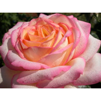 Rosa ´Peace´ / Ruža čajohybrid, krík, BK