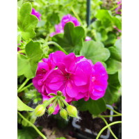 Pelargonium peltatum ´Rosy´ / Muškát previslý , K7