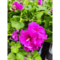 Pelargonium peltatum ´Rosy´ / Muškát previslý , K7
