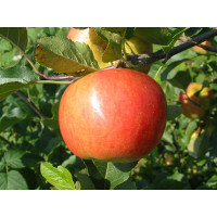Malus domestica ´Rubinola´ / Jabloň, M9