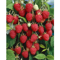Rubus idaeus ´Autumn Bliss´ / Malina červená, 60-80 cm, K12