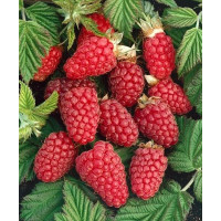 Rubus idaeus ´Polana´ / Malina červená, K9