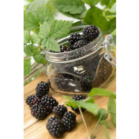 Rubus fruticosus ´Arapaho´® / Beztŕňová černica, K11