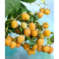 Rubus idaeus ´Valentina´ / Malina oranžová, 40/60, K12
