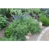 Diplotaxis tenuifolia BIO / Rukola, K12