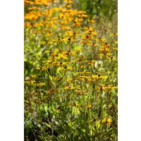 Rudbeckia fulgida ´Deami´, C1