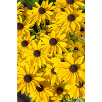 Rudbeckia x hybrida Summerdaisy´s ® ´Golden Sun´/ Rudbekia , K9