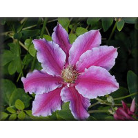 Clematis ´Dr. Ruppel´ / Plamienok, vyv. 40 cm, C2