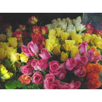 Rosa mix / Kolekcia ušľachtilých ruží, bal. 5 kríkov, 5xBK