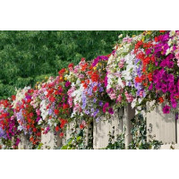 Kolekcia 30 rastlín pre slnečný balkón, bal. 30 ks sadbovačov