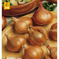 Cibuľa šalotka ´Golden Gourmet´, bal. 0,25 kg, 8/16 mm
