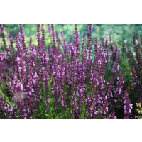 Salvia superba ´Rose Queen´ / Šalvia nádherná, K9