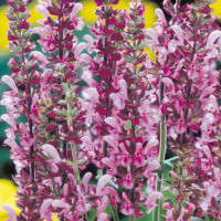 Salvia x superba ´Lyon Rose´ / Šalvia, K9
