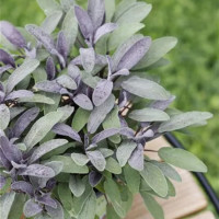 Salvia officinalis Mandala® ´Purpur´/ Šalvia lekárska, K9