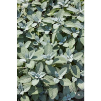 Salvia officinalis ´Culinaria´ / Šalvia, 15-20 cm, K9