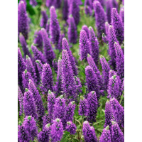 Salvia nemorosa ´®Marcus´ / Šalvia hájna, C1