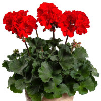 Pelargonium zonale ´pac®Samara´ / Muškát krúžkovaný, K7