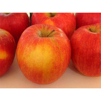 Malus domestica ´Šampion Reno 2´ / Jabloň, MM106