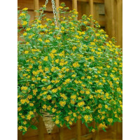 Sanvitalia proc. ´Solaris´® / Sanvitália plazivá, bal. 6 ks sadbovačov