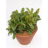 Rumex sanguineus BIO / Štiav červenolistý, K12