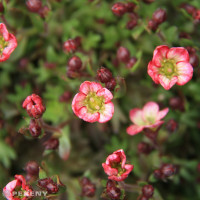 Saxifraga x arendsii 'Alpino Early Picotee' / Lomikameň, K9