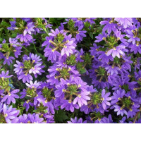 Scaevola Ventia Blue / Vejárovka, K7