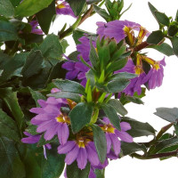Scaevola WFL® Scalora Saphira / Vejárovka, bal. 3 ks, 3x K7
