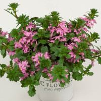 Scaevola ´Ventia Rose´ / Vejárovka , bal. 3 ks, 3x K7