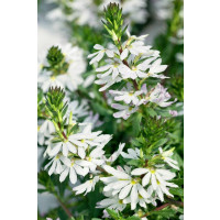 Scaevola aemula Ventia White / Vejárovka , bal. 3 ks, 3x K7