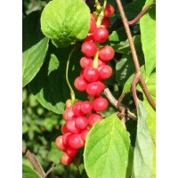 Schisandra chinensis / Schizandra čínska, 40-60 cm, K13