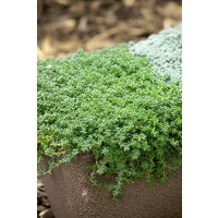 Sedum album ´Coral Carpet´ / Rozchodník, K9