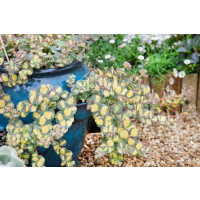 Sedum sieboldii ´Mediovariegatum´ / Rozchodník Sieboldov, K9