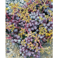 Sedum spathulifolium ´Purpureum´ / Rozchodník, K9