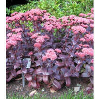 Sedum hybride ´Purple Emperor´ / Rozchodník purpurový, K9