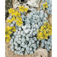 Sedum spathulifolium ´Cape Blanco´ / Rozchodník lyžicolistý, K9