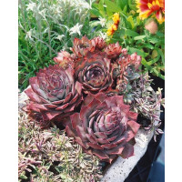 Sempervivum rubin / Skalnica červená, K9