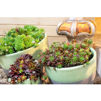 Sempervivum tectorum Mix / Skalnica strechová, K9