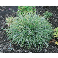 Sesleria caerulea / Sesleria belasá, K9